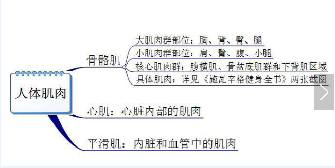 你真的認識你身體的肌肉嗎？